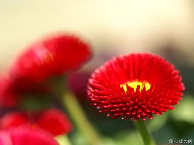 Wallcoo_com_0flowers_photograph_2831