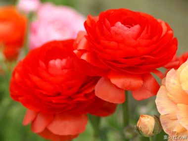 Wallcoo_com_0flowers_photograph_4952