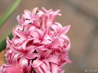 Wallcoo_com_0flowers_photograph_5154