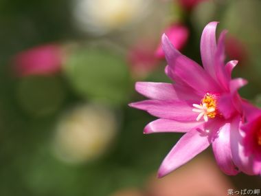粉色蟹爪兰花朵微距摄影