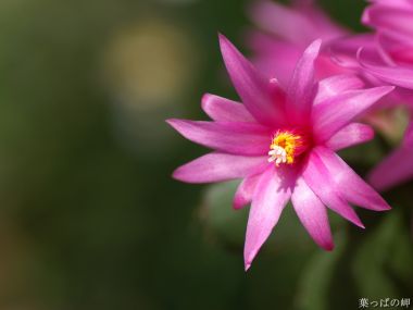 Wallcoo_com_flowers_photograph_0811