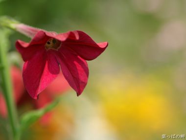 Wallcoo_com_flowers_photograph_1013