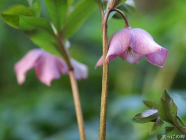 Wallcoo_com_flowers_photograph_2023