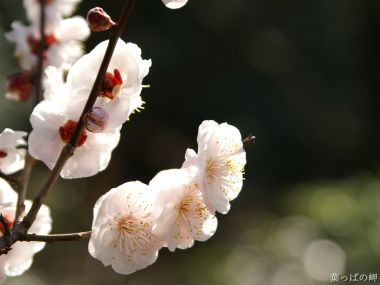 Wallcoo_com_flowers_photograph_2528