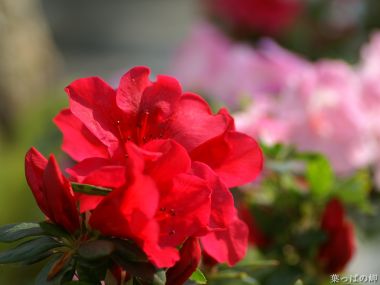 Wallcoo_com_flowers_photograph_2932