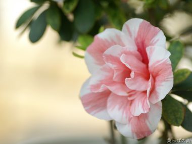 Wallcoo_com_flowers_photograph_3033