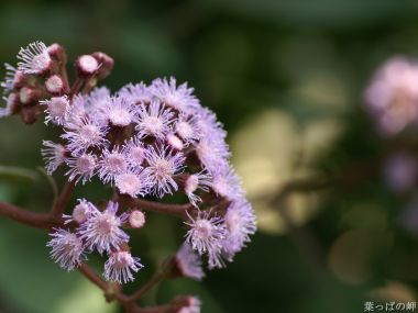 Wallcoo_com_flowers_photograph_3639