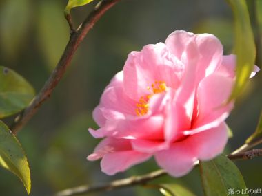 清新粉色山茶花特写