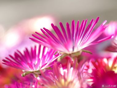 Wallcoo_com_flowers_photograph_4649