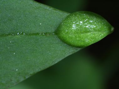 Water Drop On Leaf Macro Shot