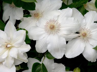 White Clematis Blooming Flower Bunch