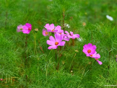 Fresh Pink Cosmos Flowers