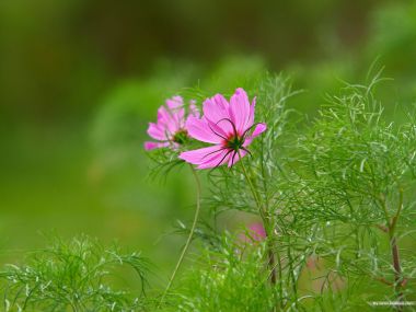 Fresh Pink Cosmos Flower Photography