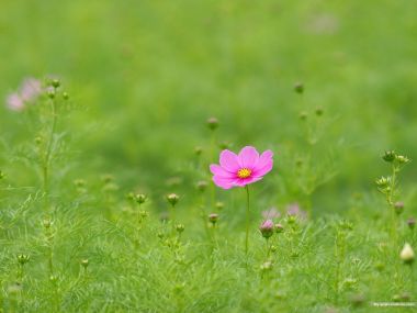 Fresh Pink Cosmos Flower In Meadow