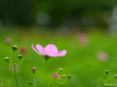 Autumn Cosmos: Wildflower Fields in Bloom