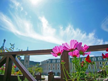 Cosmos Flowers Under Blue Sky And European Architecture