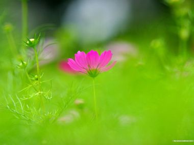 Fresh Pink Cosmos Flower Macro