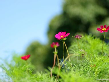 Fresh Natural Cosmos Wildflowers
