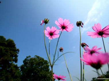 Pink Cosmos Flowers Under Blue Sky