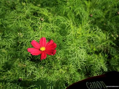 Red Cosmos Flower In Green Foliage