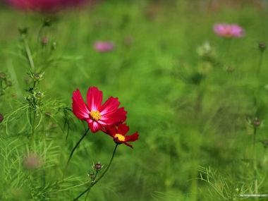 Fresh Cosmos Flower Photography
