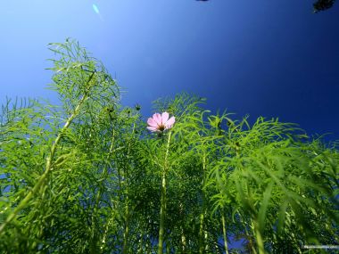 Pink Cosmos Flower Under Blue Sky