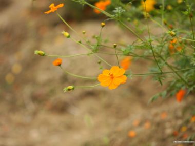 Fresh Orange Sulfur Cosmos Flower