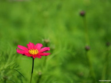 Fresh Cosmos Flower Close Up