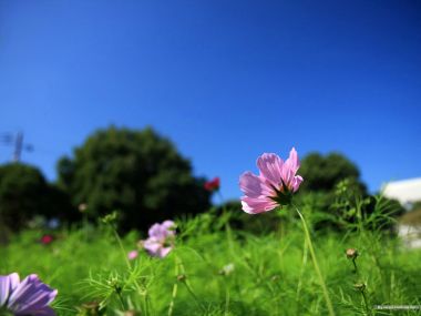 蓝天下的粉色波斯菊