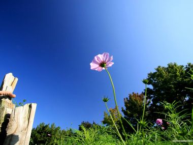 Pink Cosmos Flower Under Blue Sky
