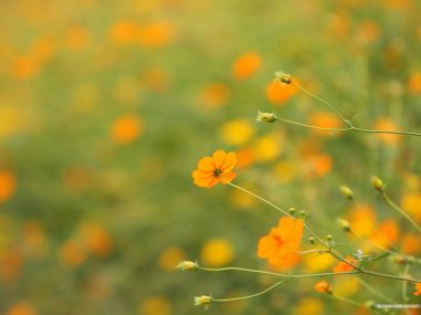清新明亮的黄色硫华菊花海