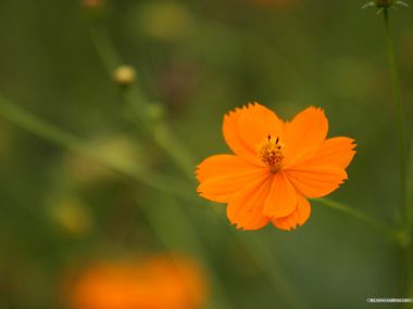 Fresh Orange Sulfur Cosmos Closeup