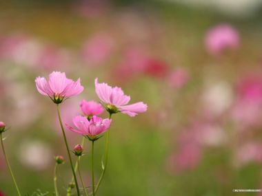 清新粉色波斯菊花海