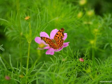 Butterfly On Cosmos Flower
