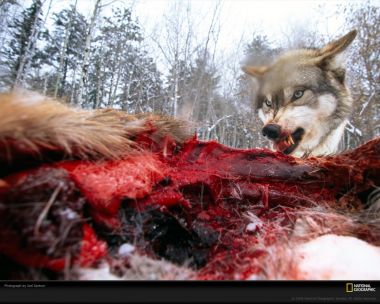 狼在雪地森林中捕食的写实摄影「乔尔·萨托雷作品」