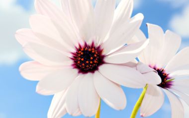 White Daisies And Blue Sky Calm Moment