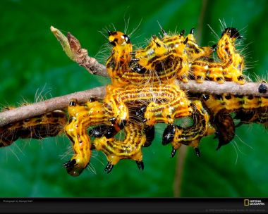 Yellow Caterpillars George Grall