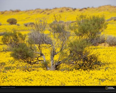 Australian Desert Wildflowers