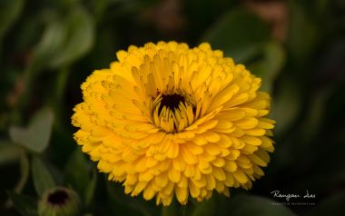 金盏花特写，黄色花瓣层层叠叠，自然治愈之美