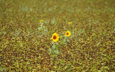 Autumn Sunflower Field